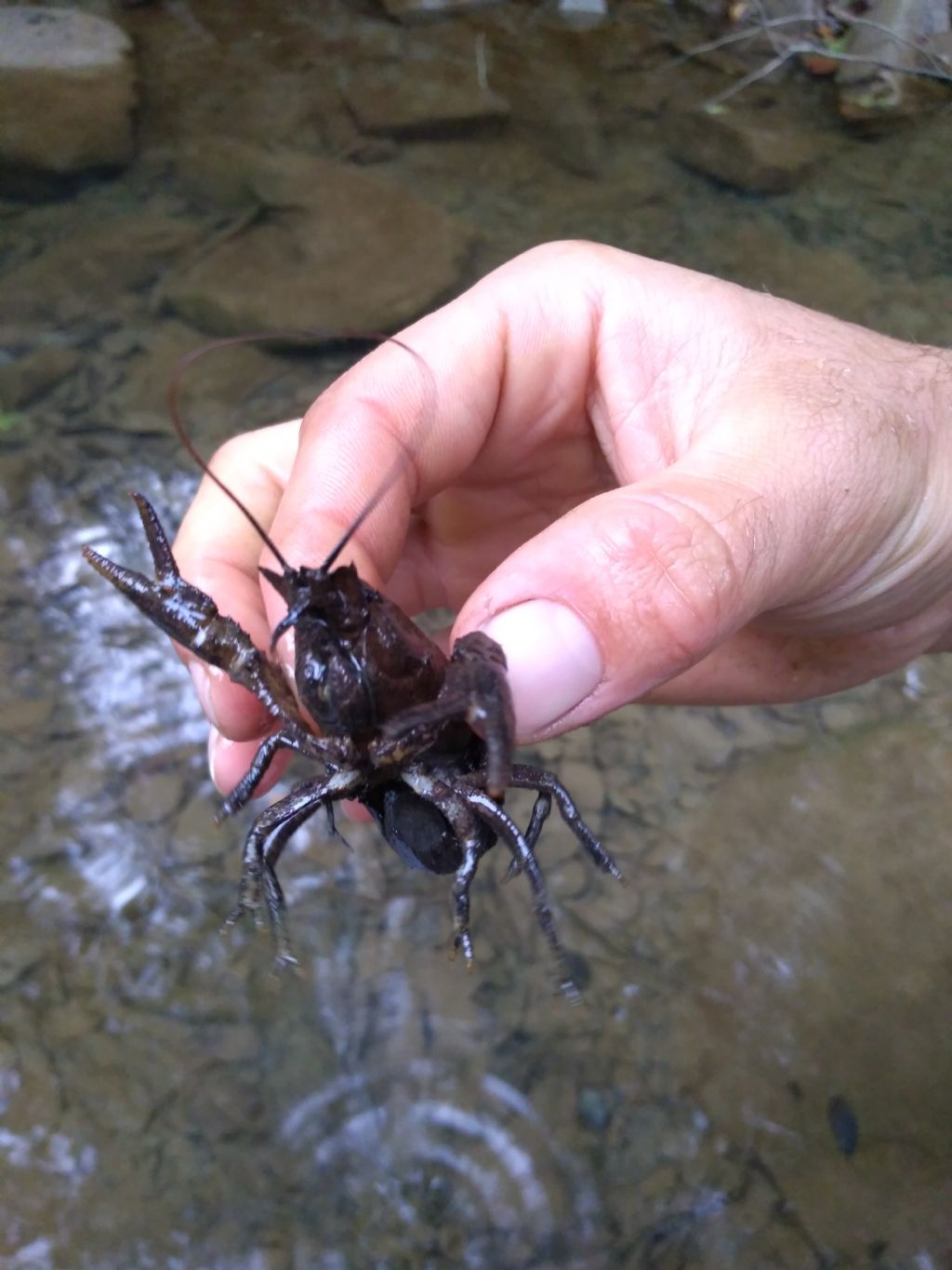 Astropotamobius pallipes langhetto